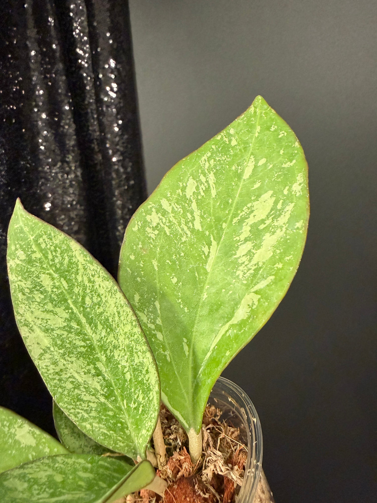 Hoya Patcharawalai 023 Splash