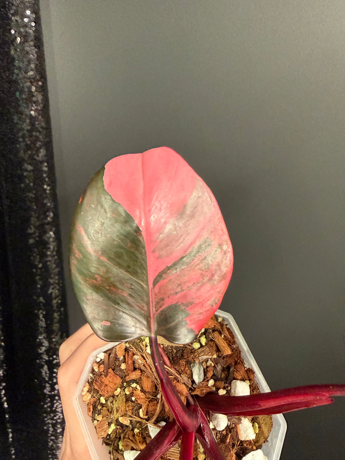 Philo Pink Princess Tricolor Variegated, Rare Plant