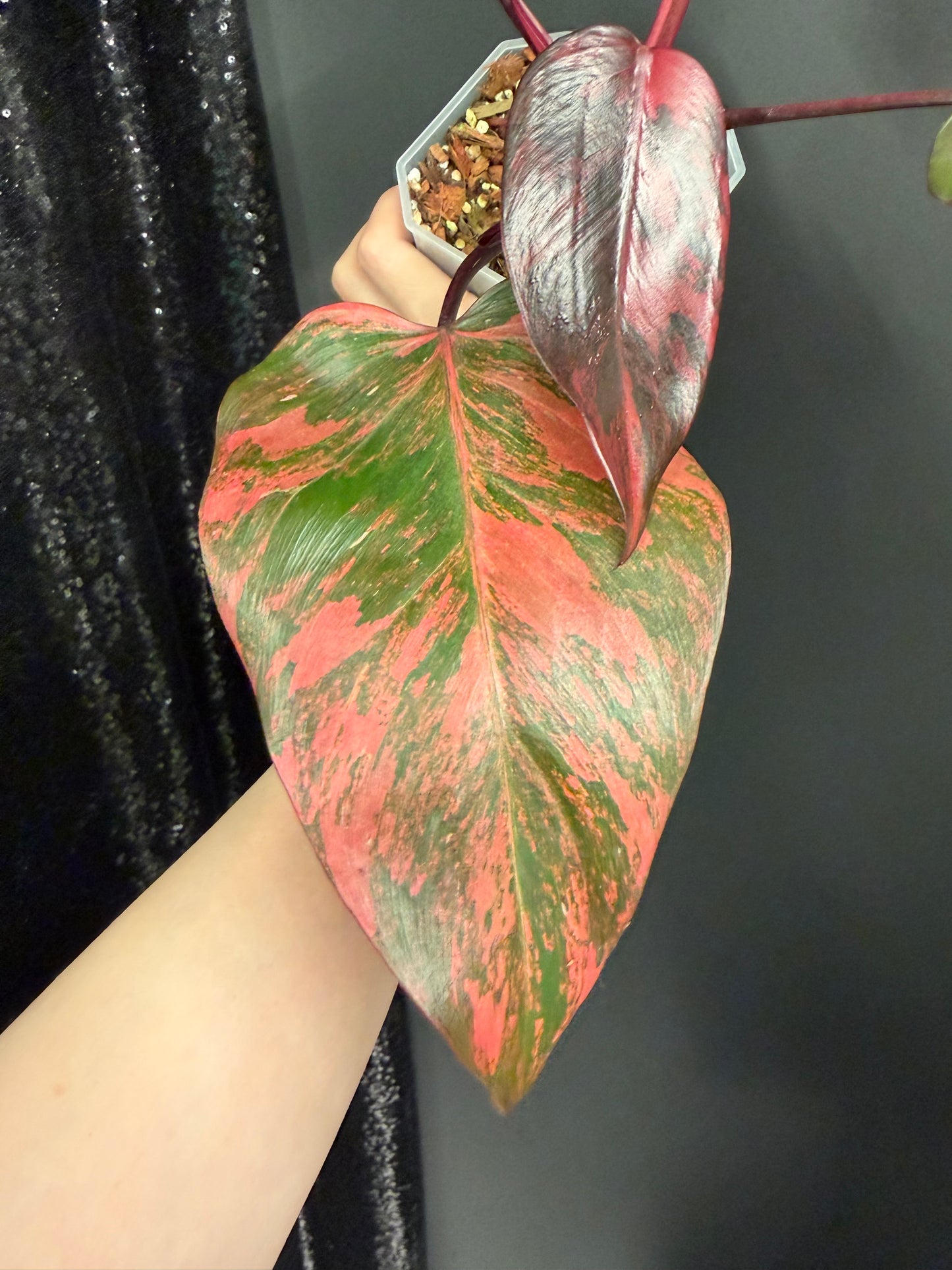 Philo Pink Princess Tricolor Variegated, Rare Plant