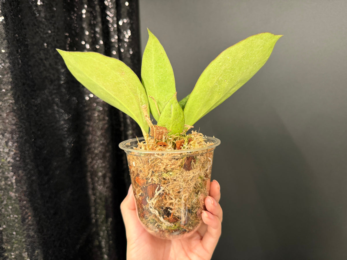 Hoya Patcharawalai 023 Splash