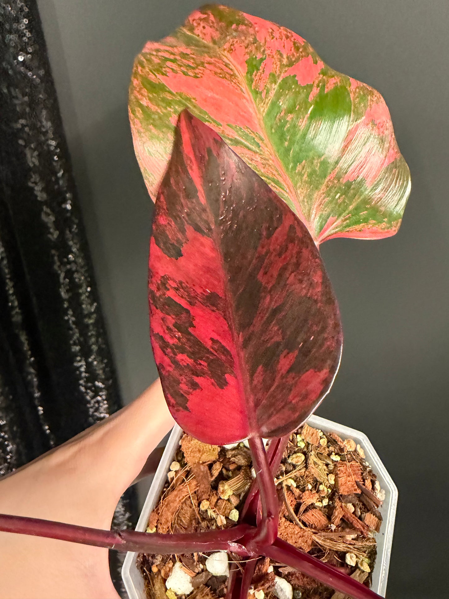 Philo Pink Princess Tricolor Variegated, Rare Plant
