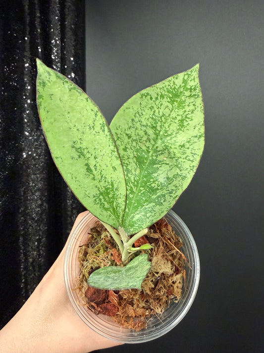 Hoya Patcharawalai 023 Splash