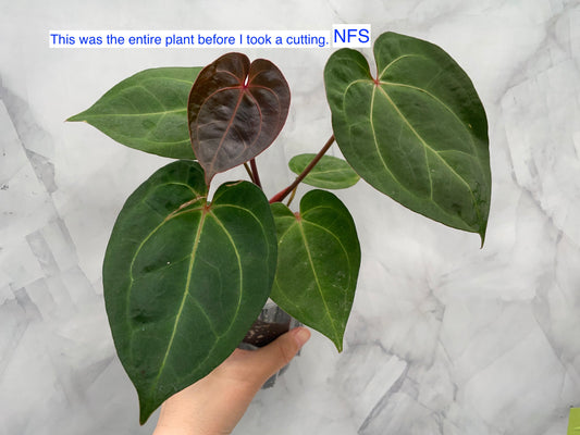 Anthurium Red Sonya Top Cutting, Red Sinus, Exact Plant