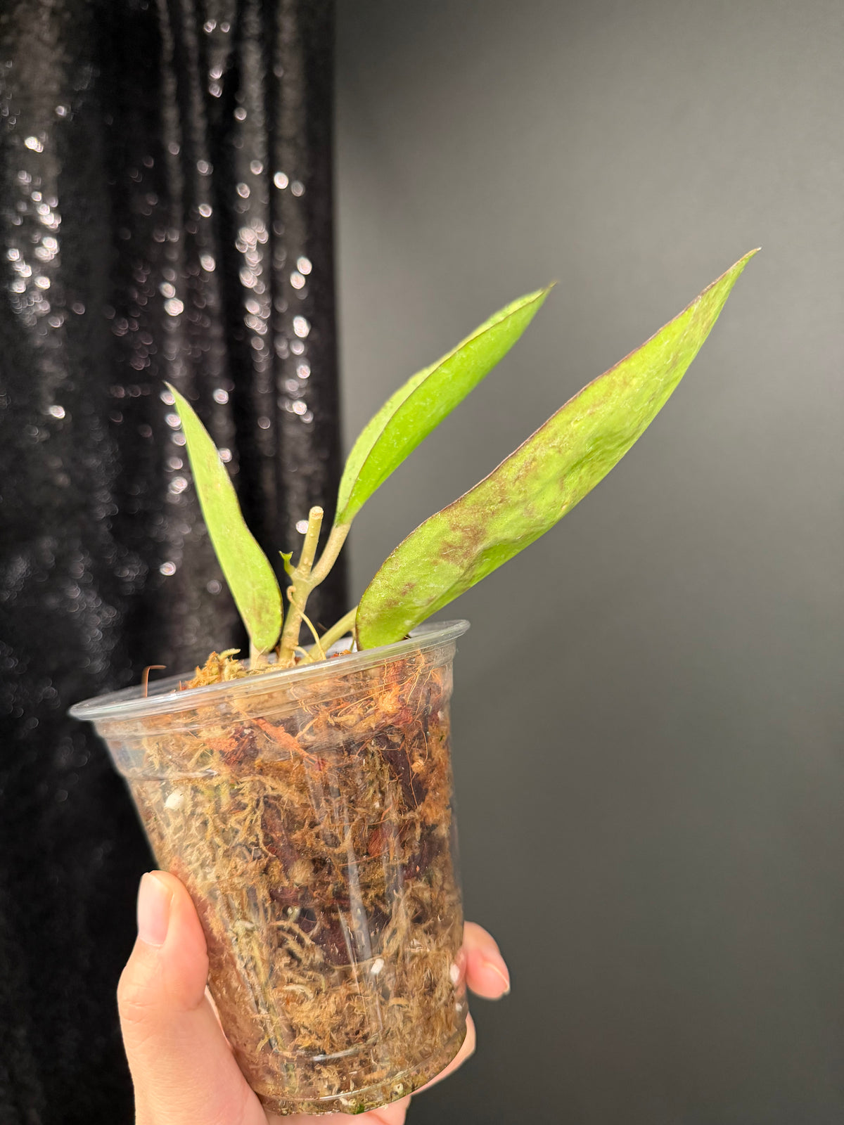 Hoya Patcharawalai 023 Splash