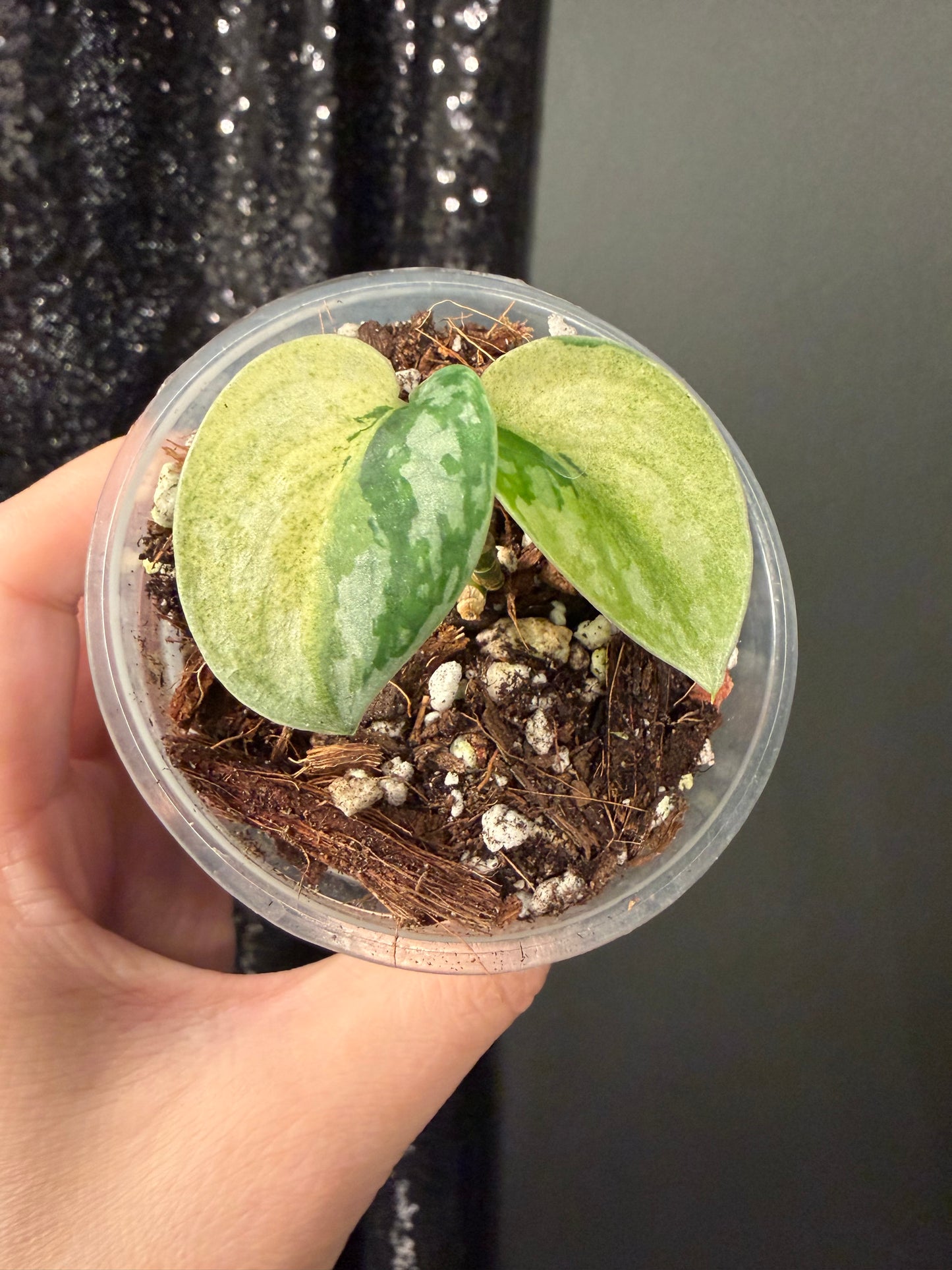 Scindapsus Lakambini Variegated Starter