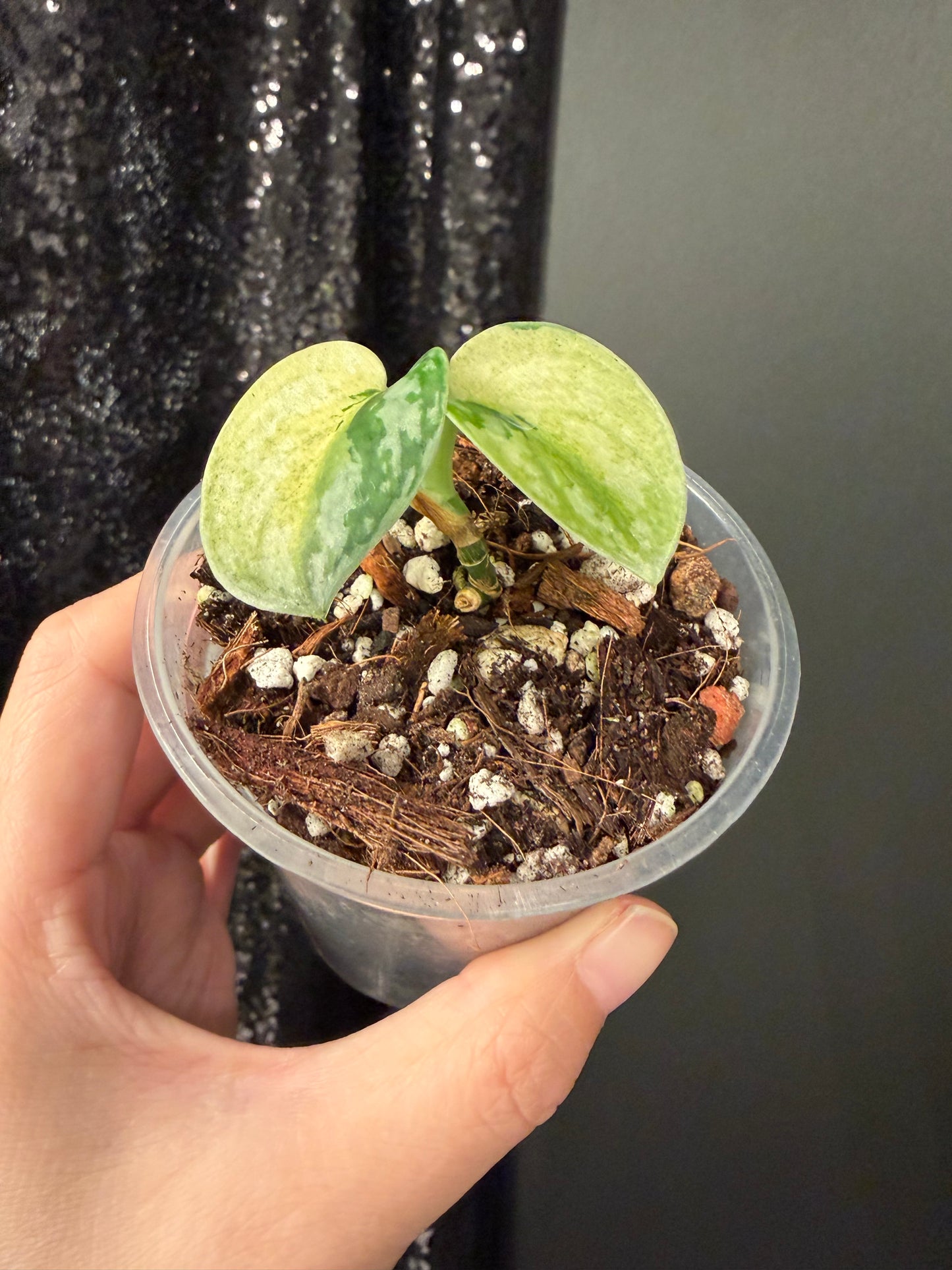 Scindapsus Lakambini Variegated Starter