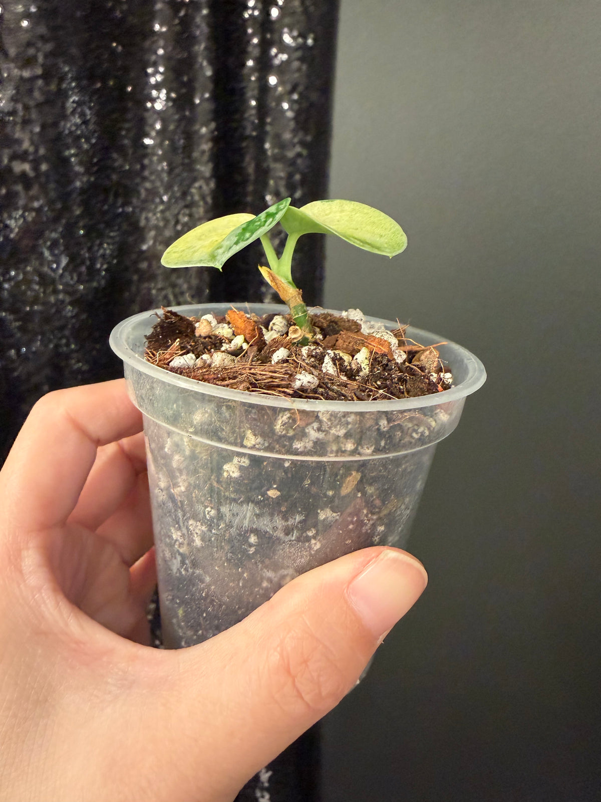 Scindapsus Lakambini Variegated Starter