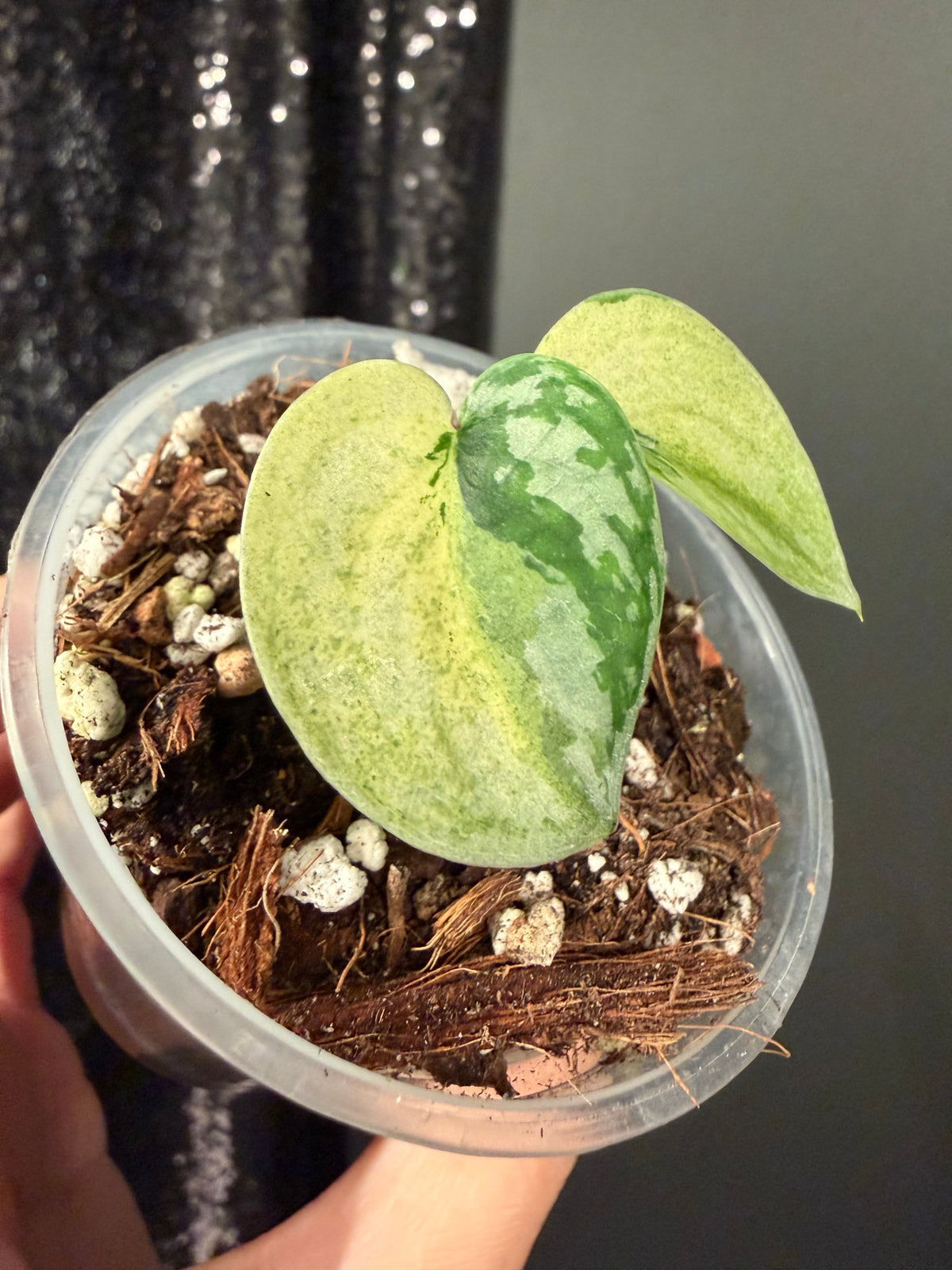 Scindapsus Lakambini Variegated Starter