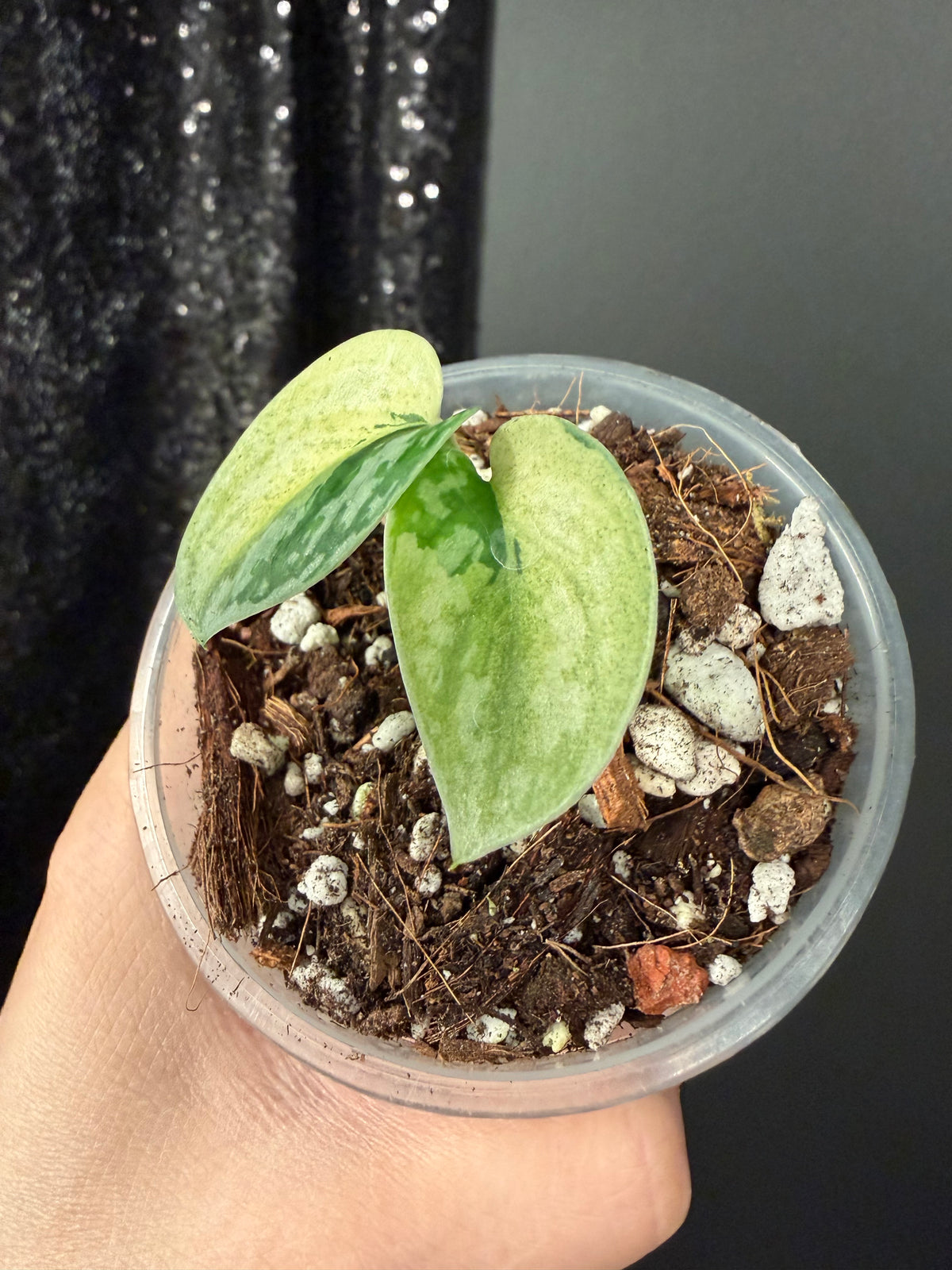 Scindapsus Lakambini Variegated Starter
