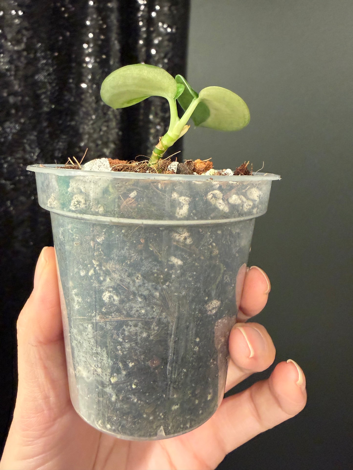 Scindapsus Lakambini Variegated Starter