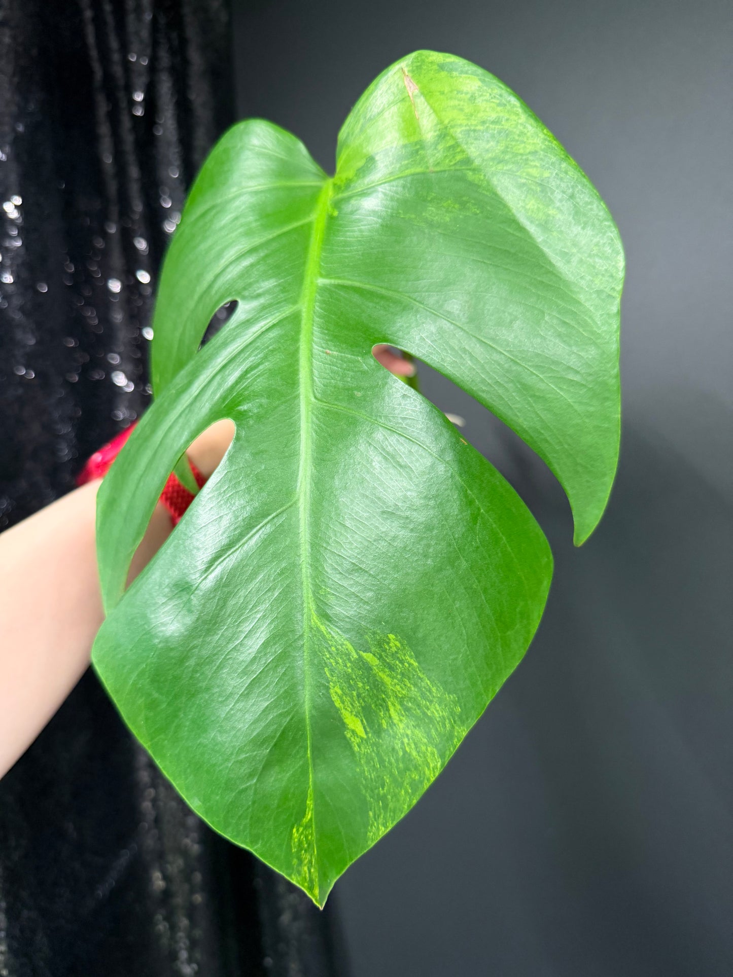 Monstera Green on Green Variegated Cutting