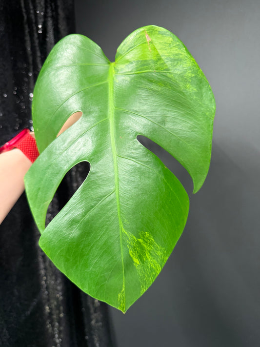 Monstera Green on Green Variegated Cutting