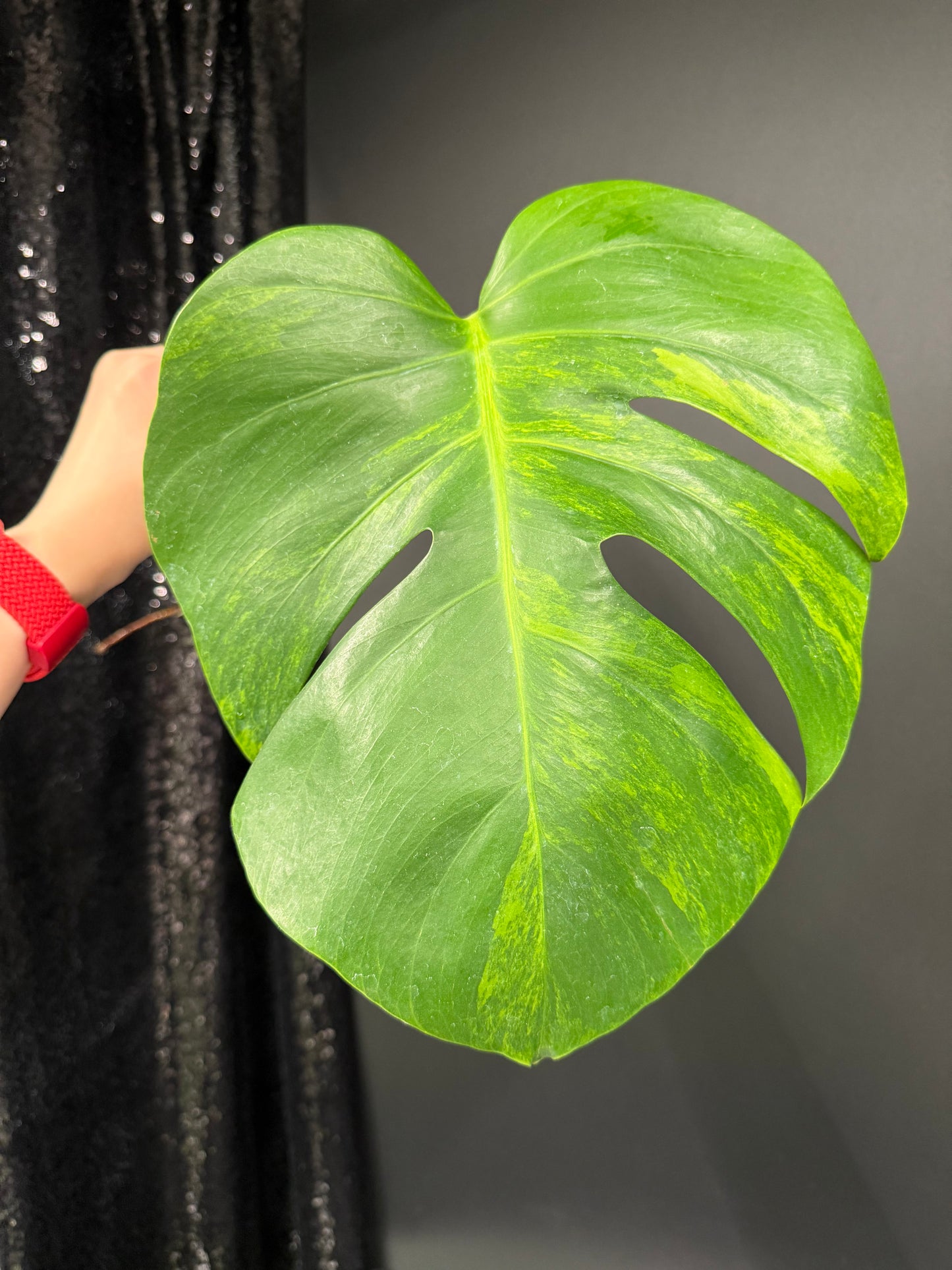 Monstera Green on Green Variegated Cutting
