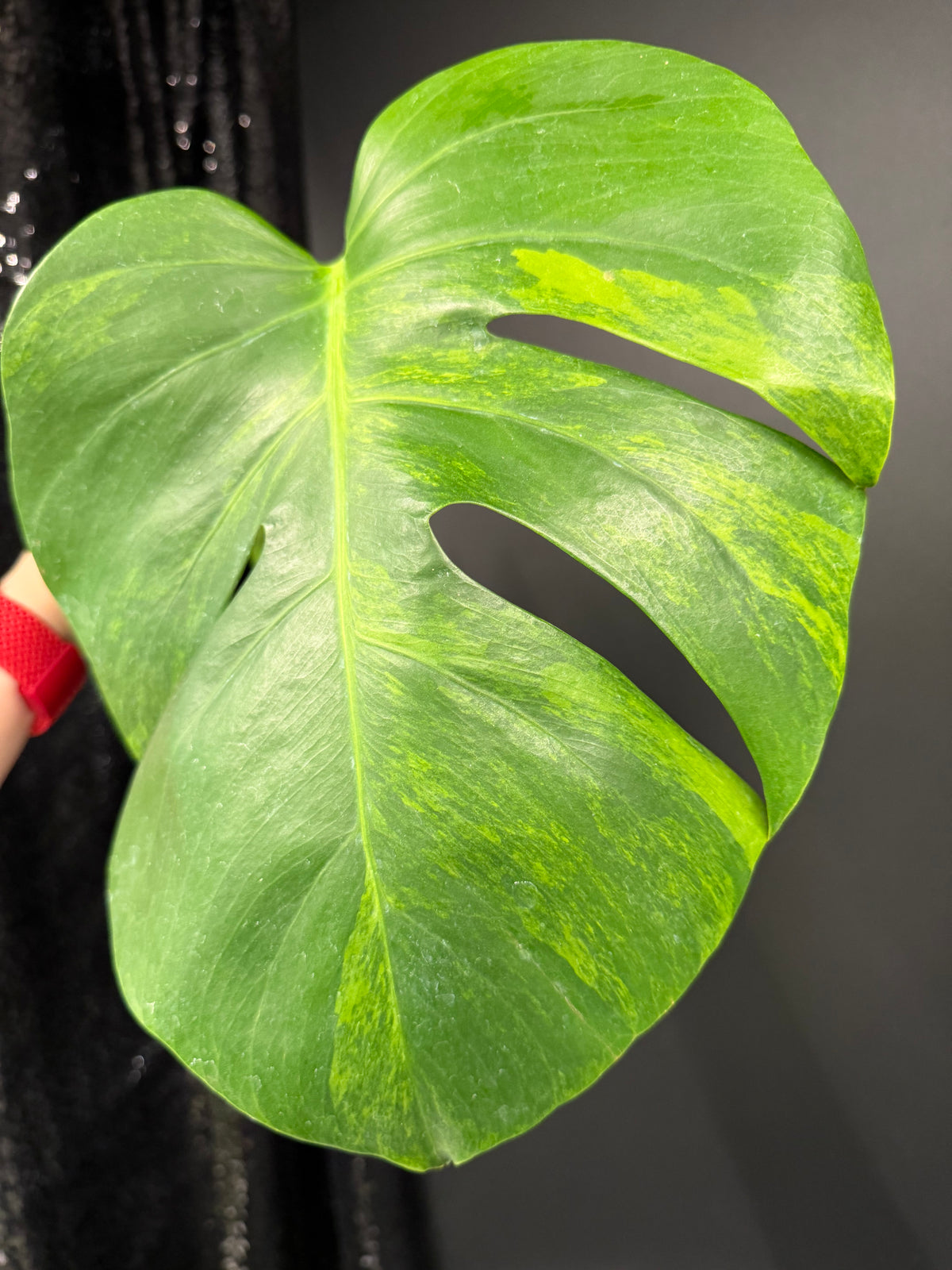 Monstera Green on Green Variegated Cutting