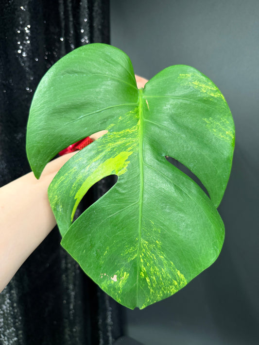 Monstera Green on Green Variegated Cutting