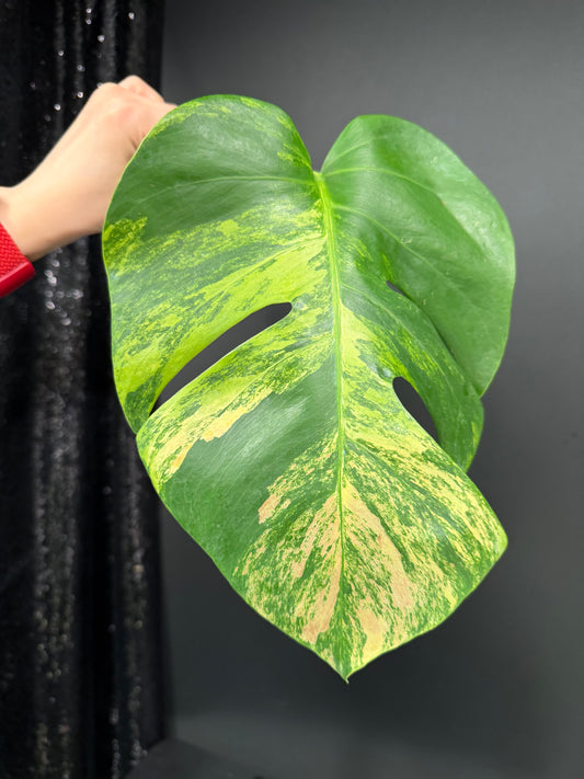 Monstera Green on Green Variegated Cutting