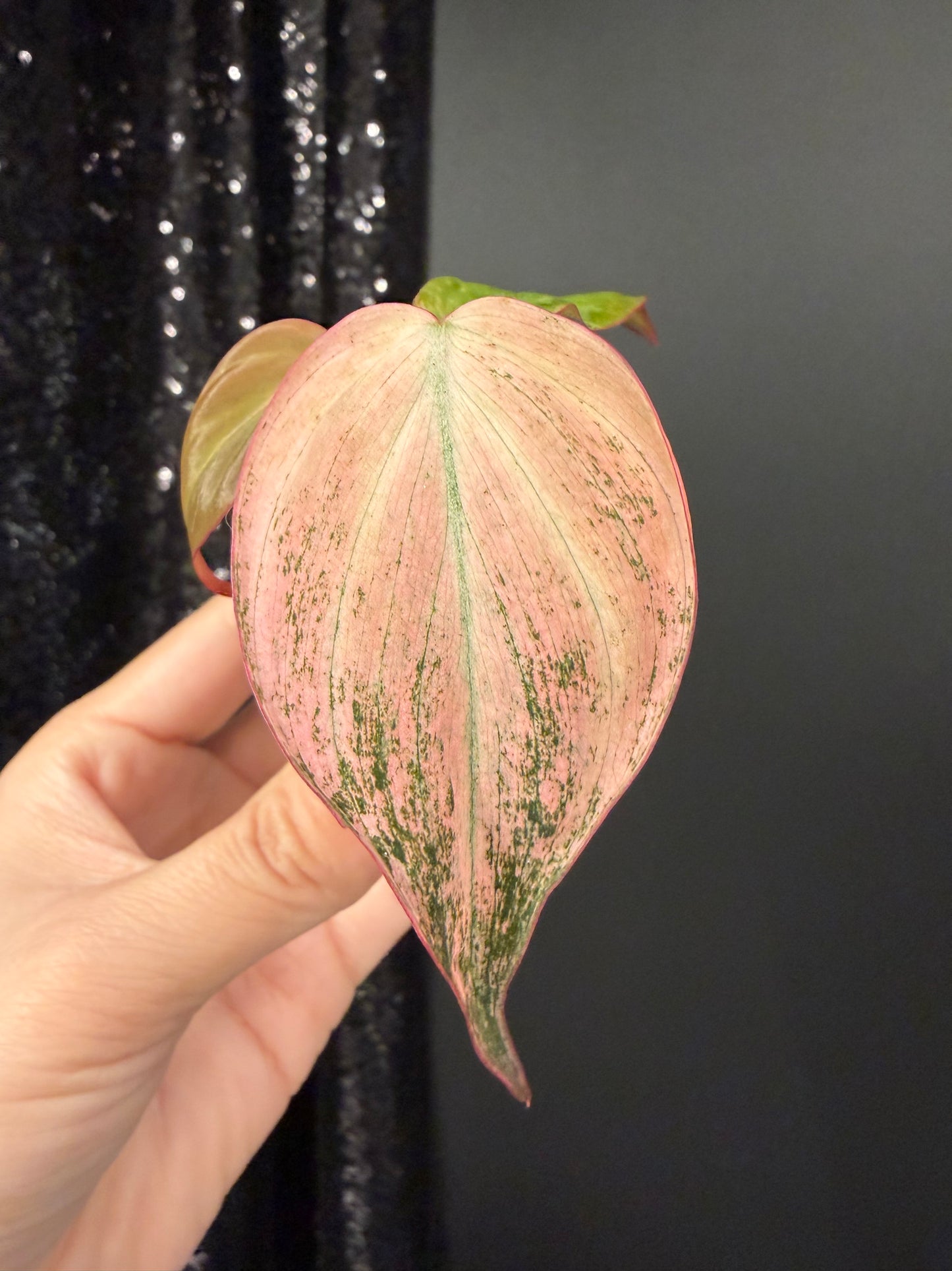 Dusty Galaxy Pink Mint Micans