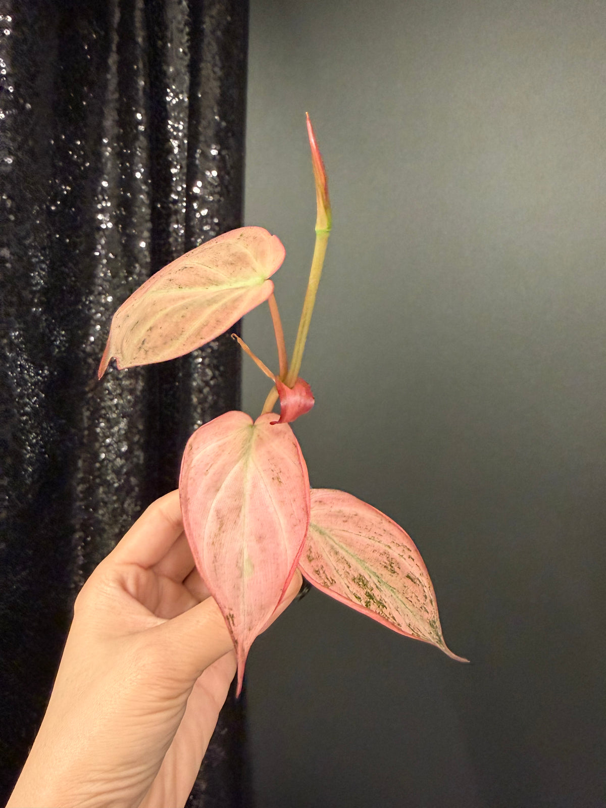 Dusty Galaxy Pink Mint Micans