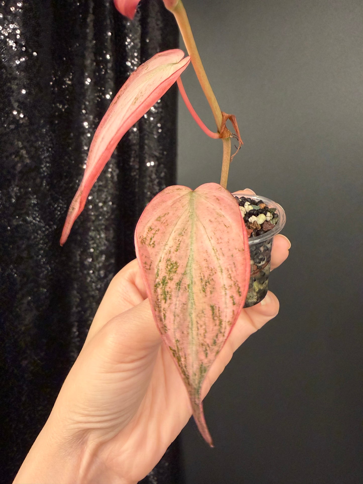 Dusty Galaxy Pink Mint Micans