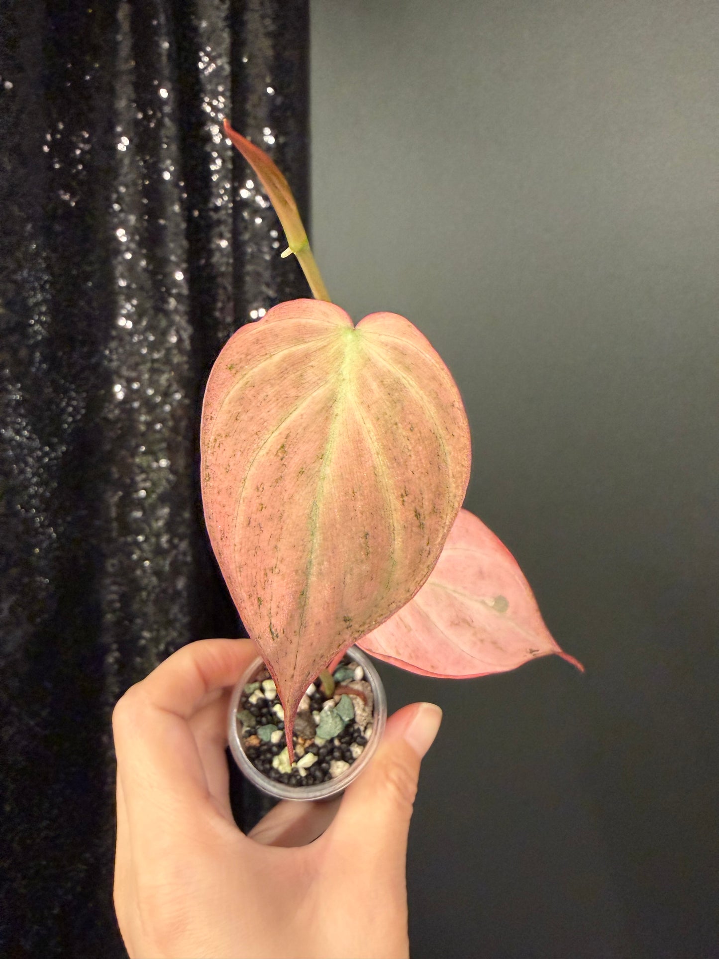 Dusty Galaxy Pink Mint Micans