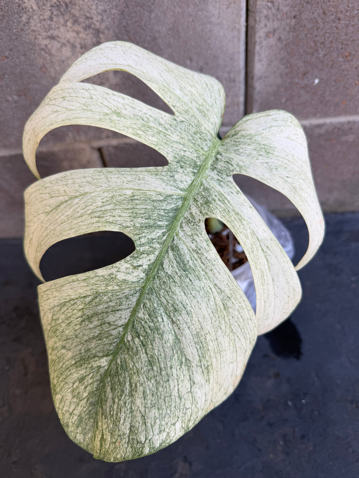 Monstera Full Mint, Rooted Cutting