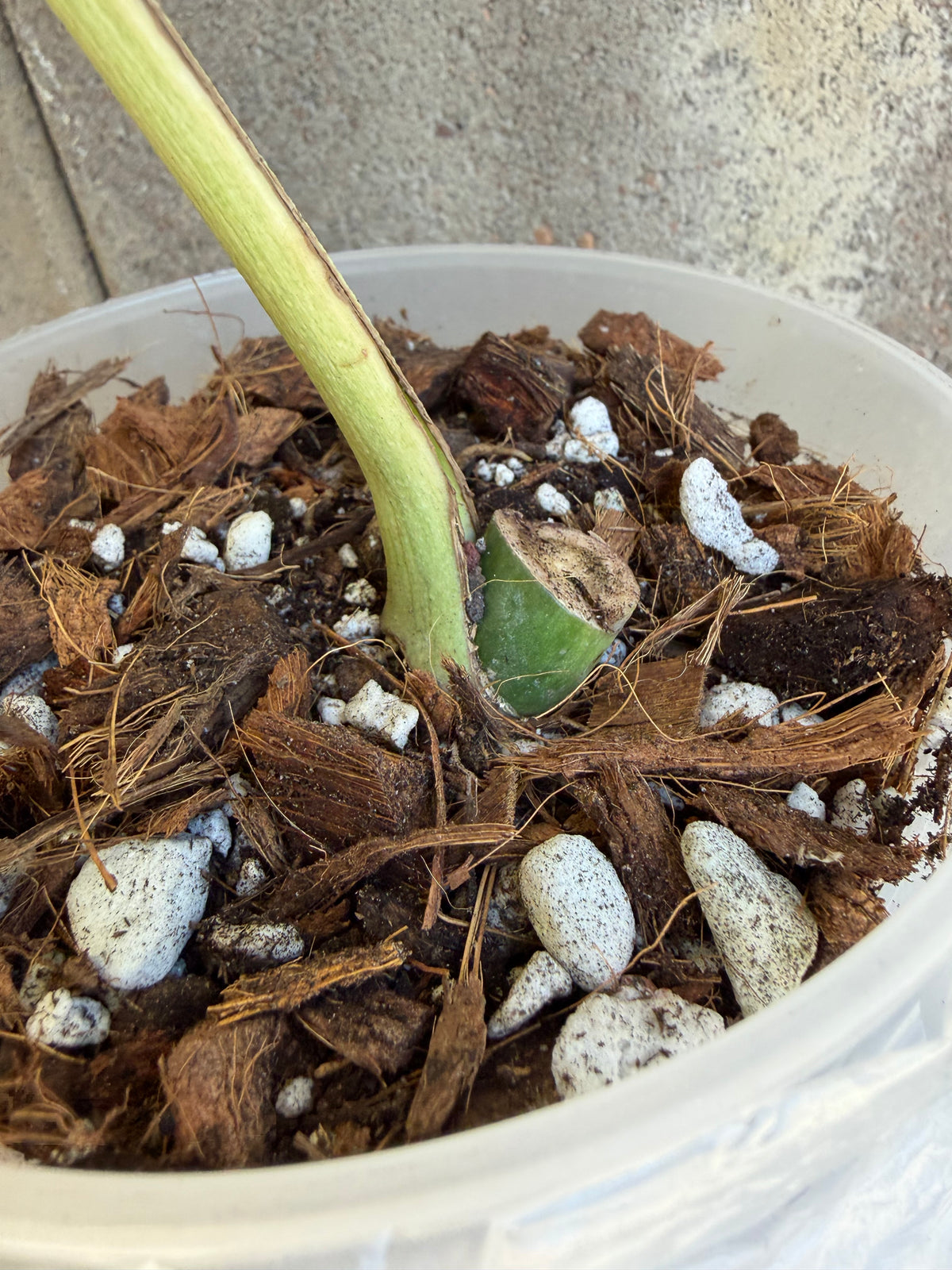Monstera Full Mint, Rooted Cutting