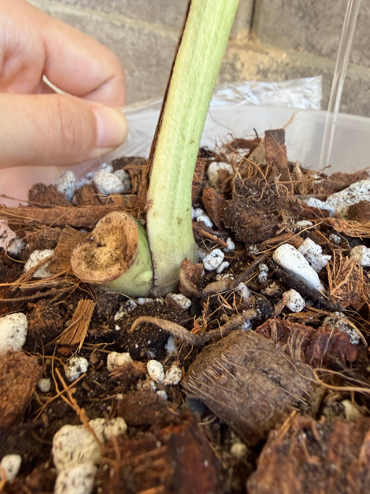 Monstera Full Mint, Rooted Cutting