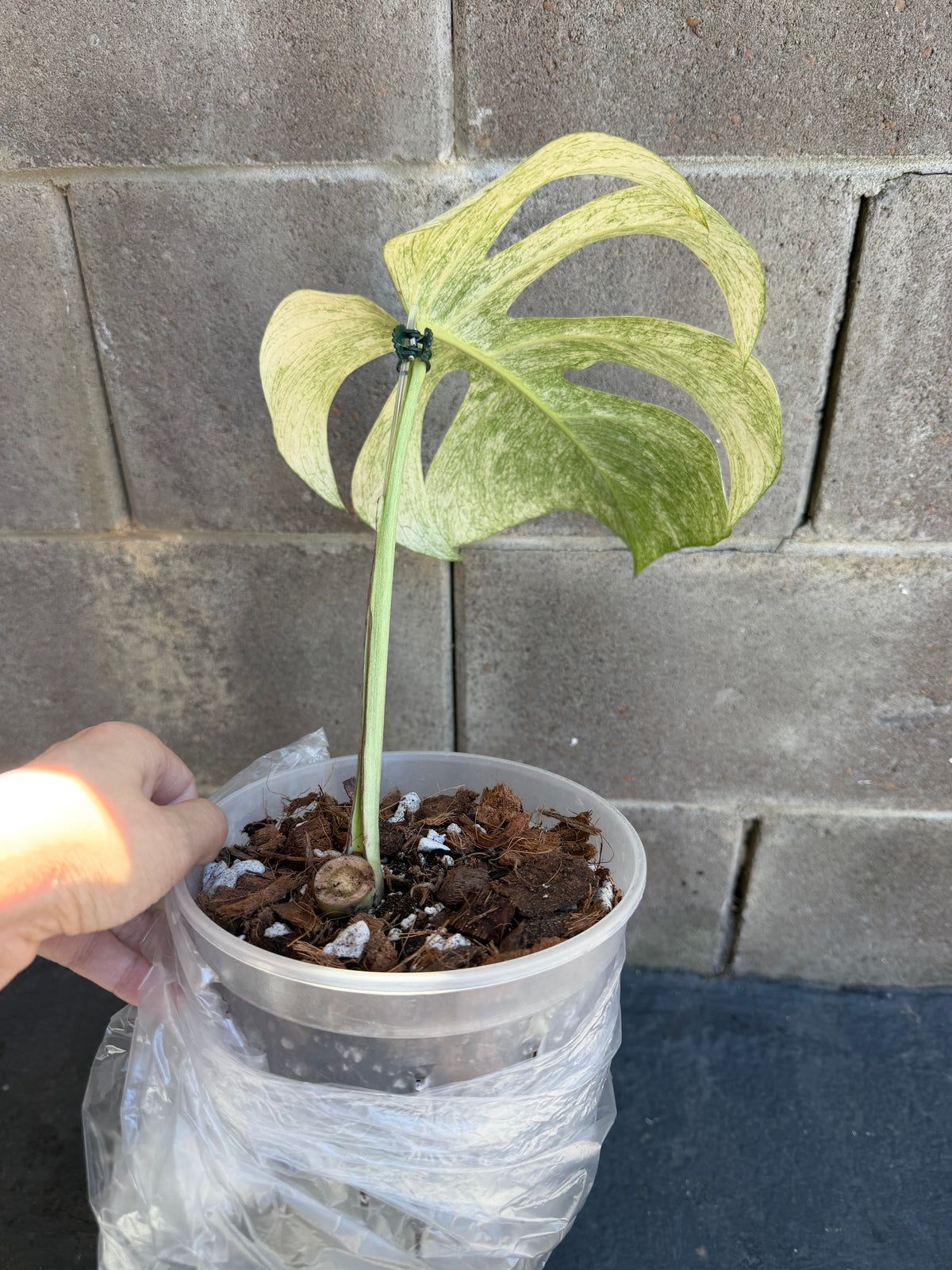 Monstera Full Mint, Rooted Cutting