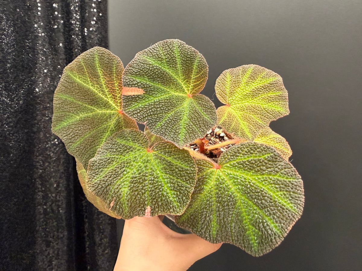 Begonia Soli-Mutata Pink