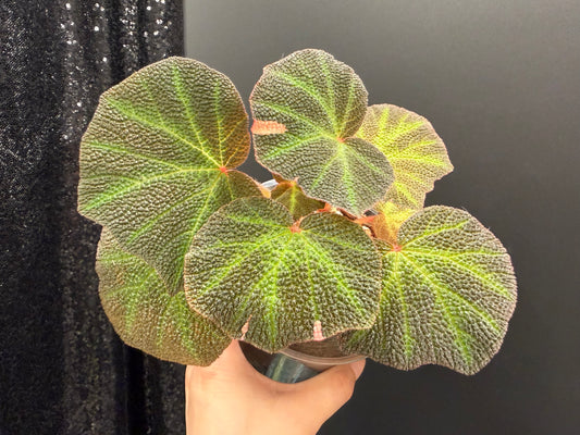 Begonia Soli-Mutata Pink