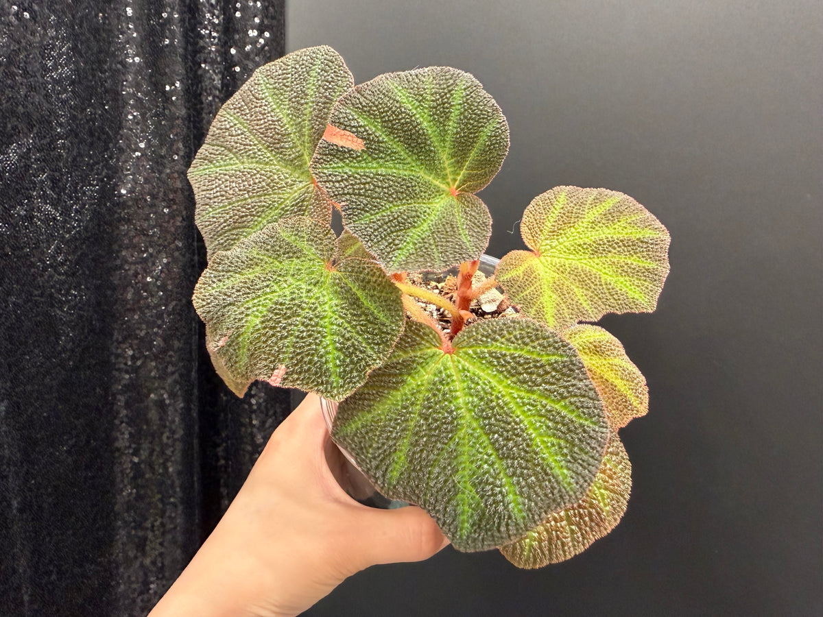 Begonia Soli-Mutata Pink