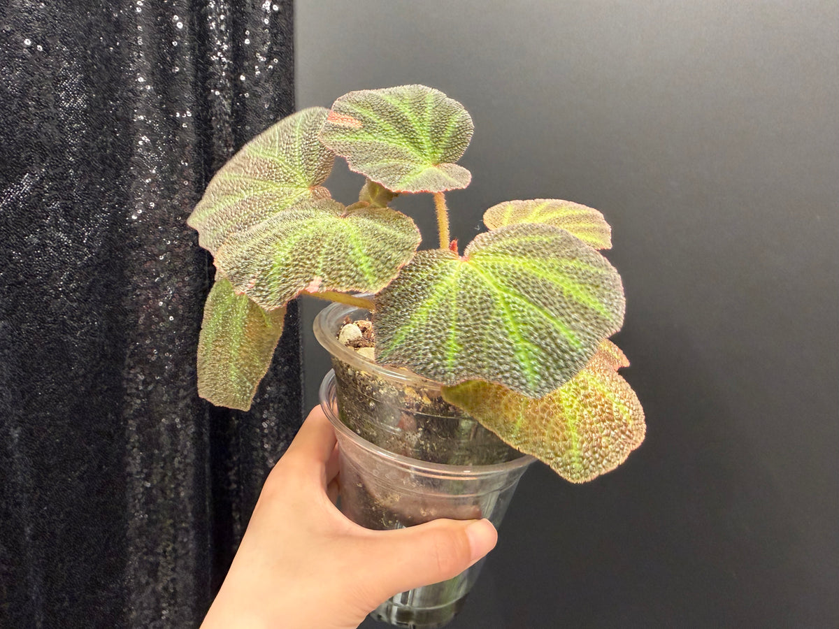 Begonia Soli-Mutata Pink