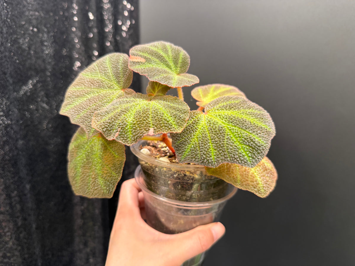 Begonia Soli-Mutata Pink