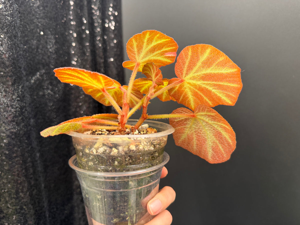 Begonia Soli-Mutata Pink