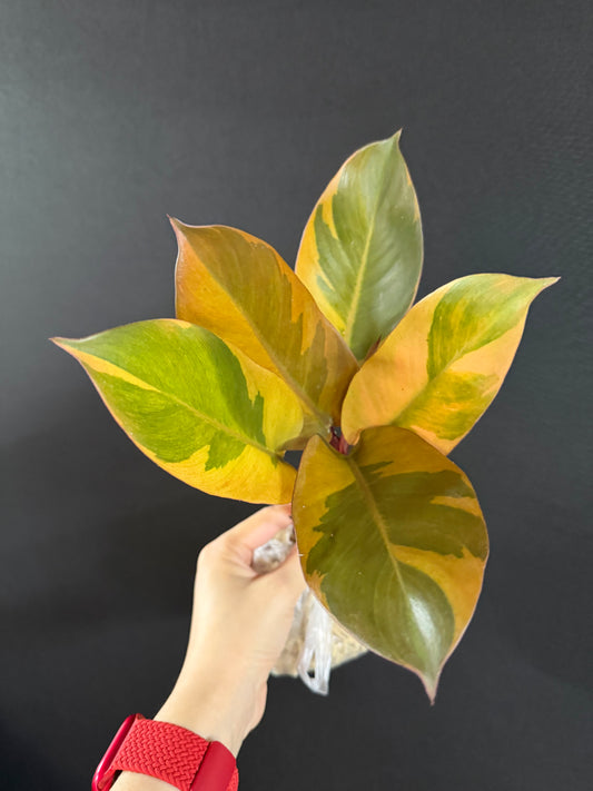 Philodendron Black Cardinal Variegated