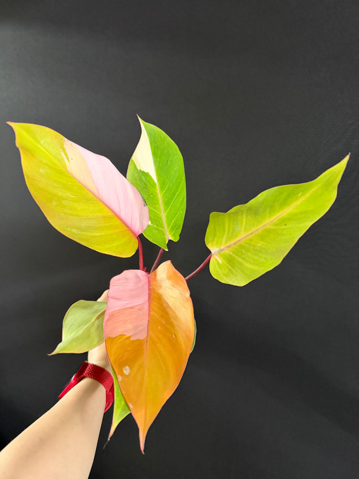 Philodendron Persimmon Princess