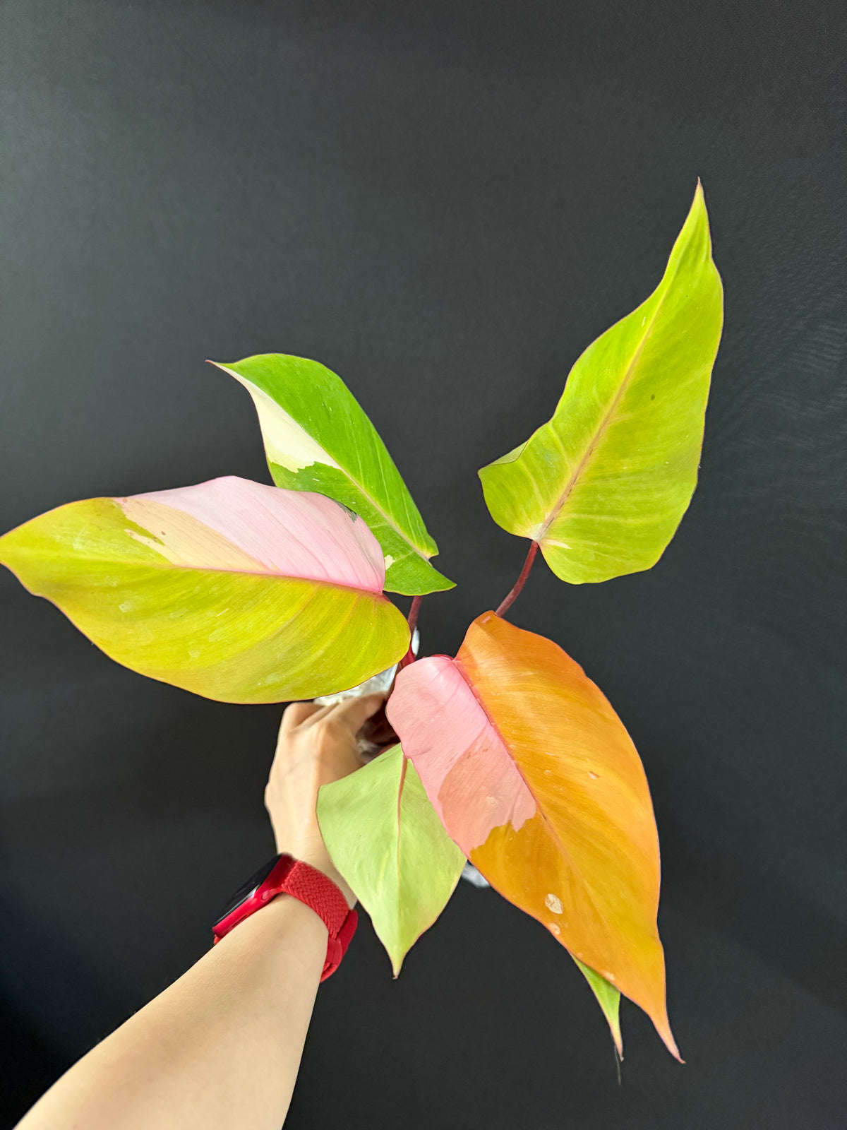 Philodendron Persimmon Princess