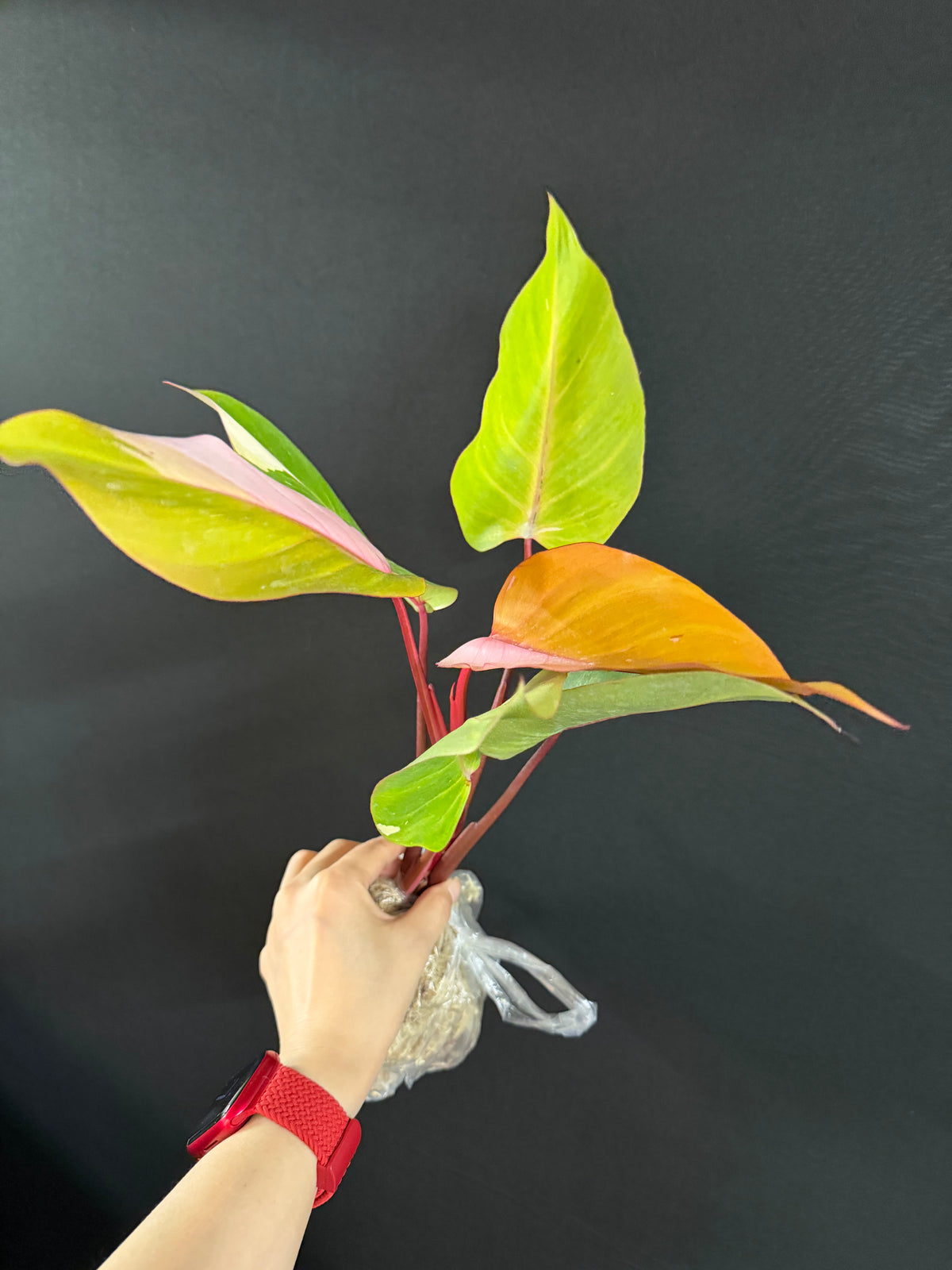 Philodendron Persimmon Princess