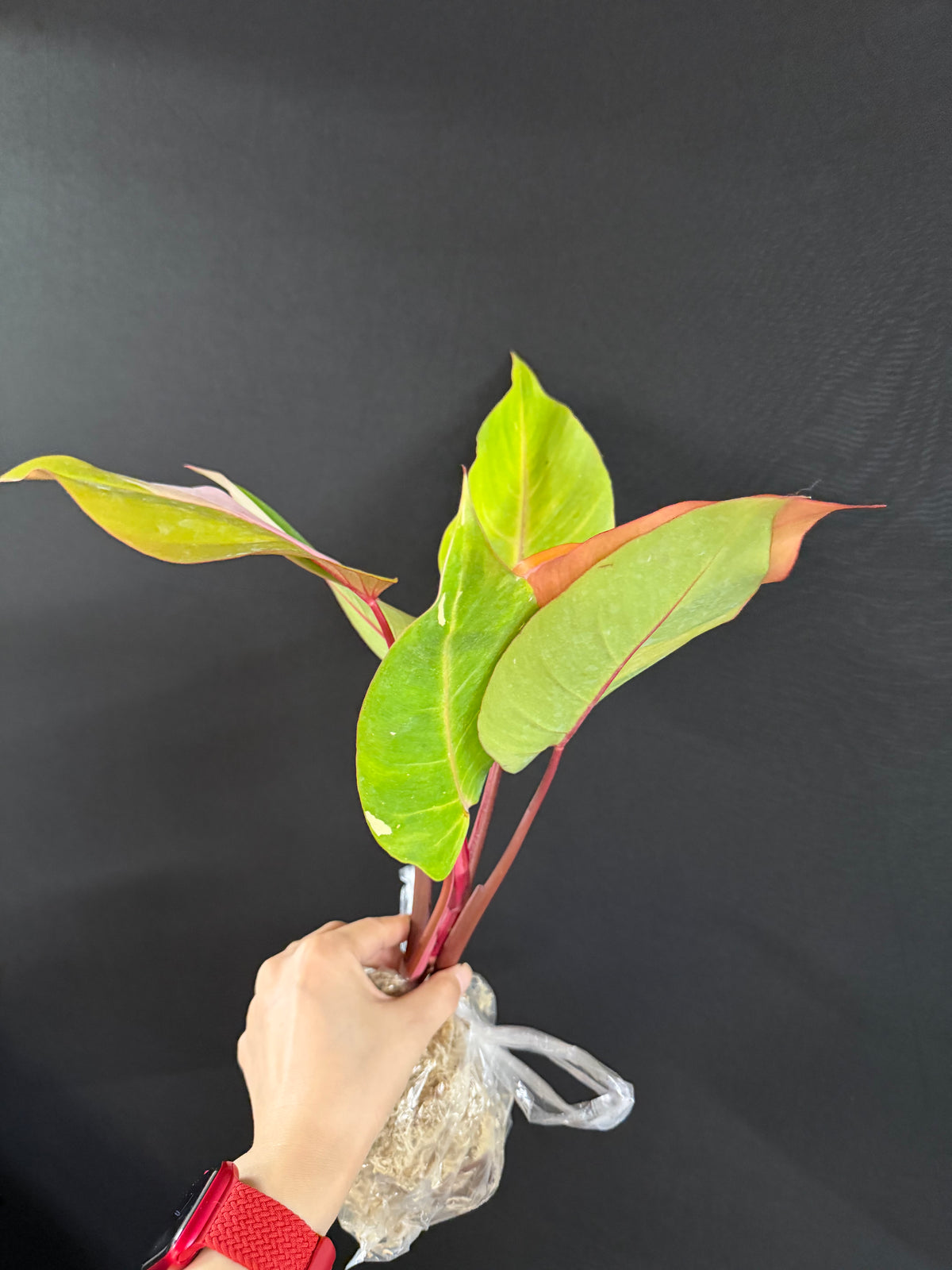 Philodendron Persimmon Princess
