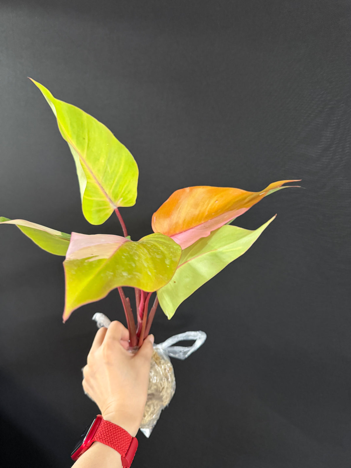 Philodendron Persimmon Princess