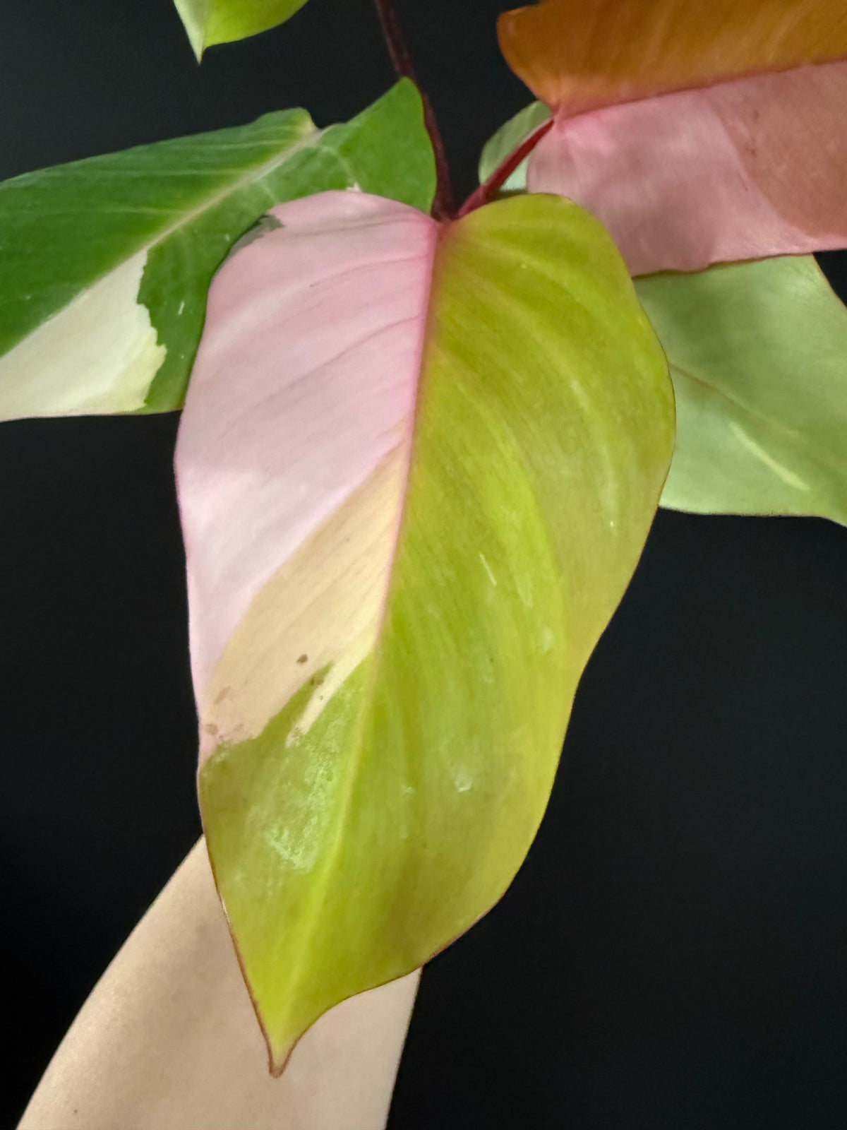 Philodendron Persimmon Princess