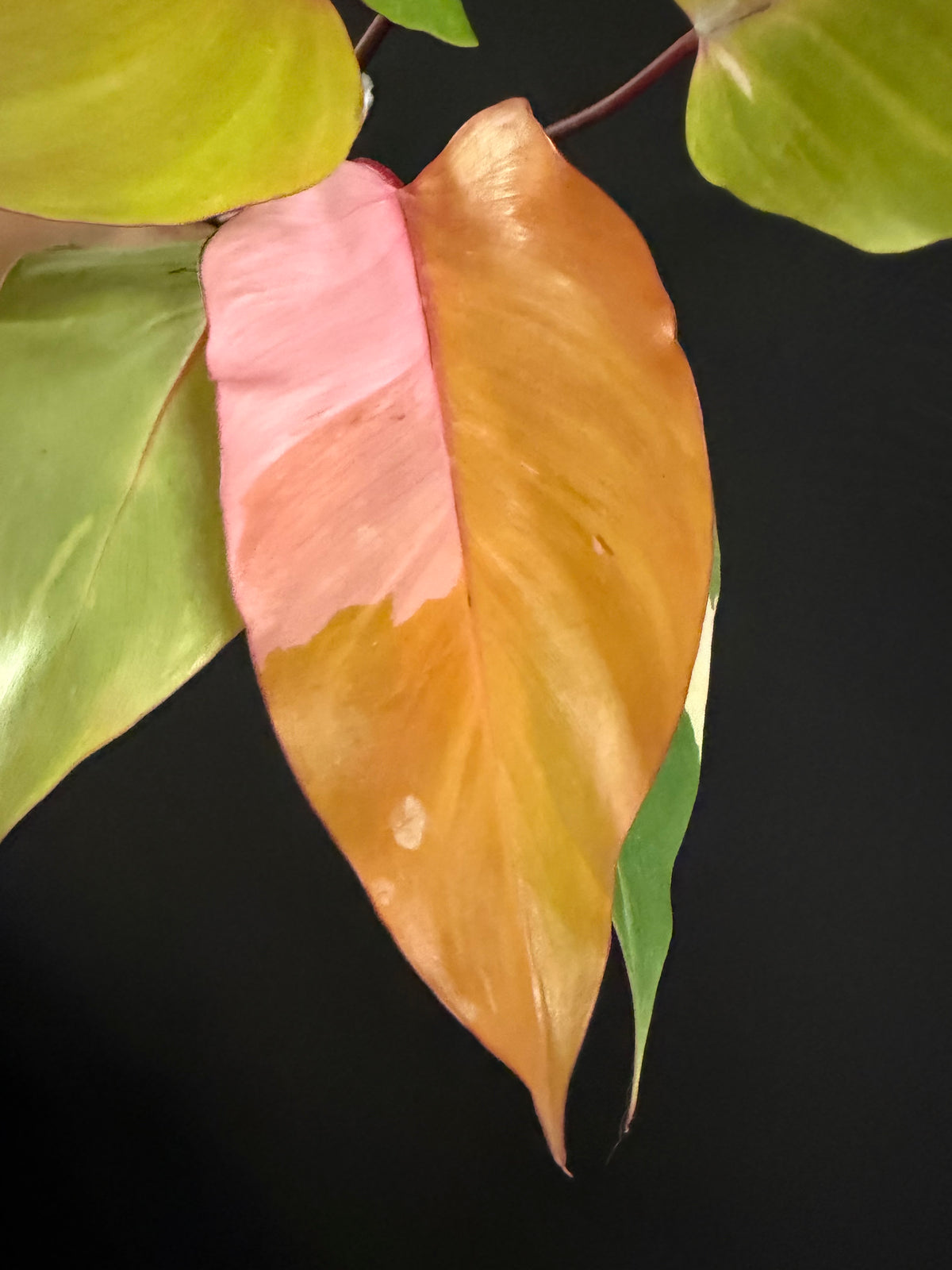 Philodendron Persimmon Princess