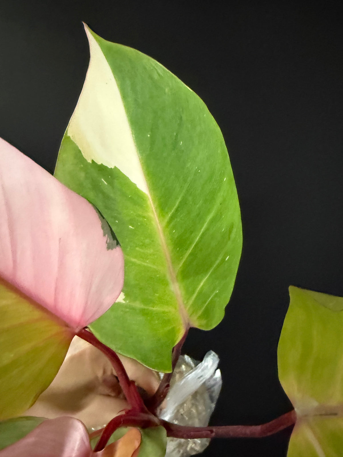 Philodendron Persimmon Princess