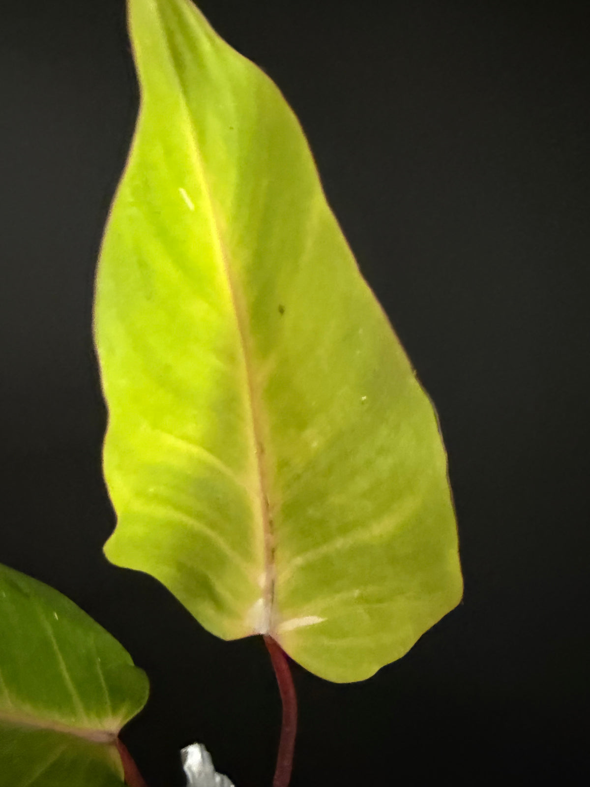 Philodendron Persimmon Princess