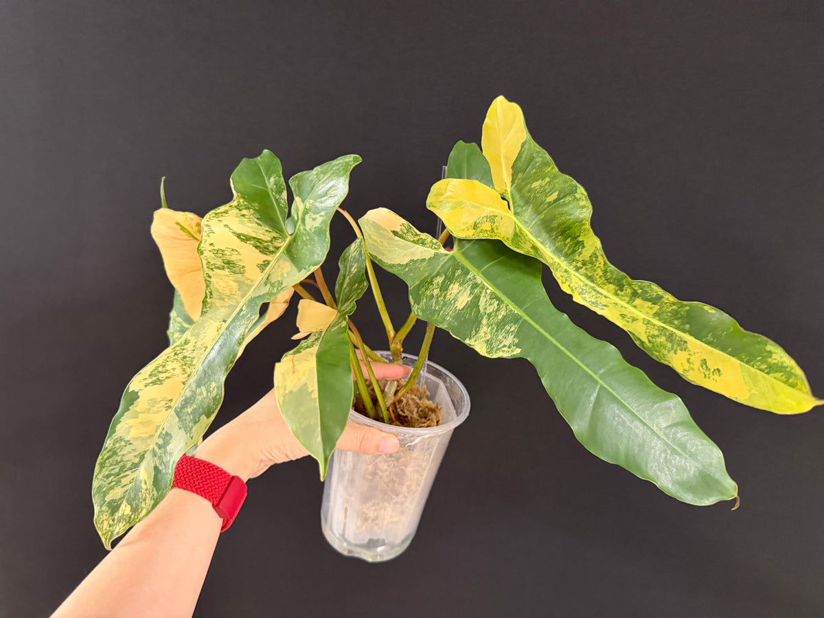 Philodendron Brown Beauty