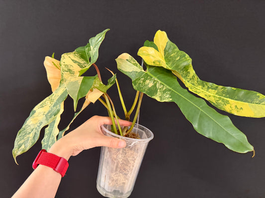 Philodendron Brown Beauty