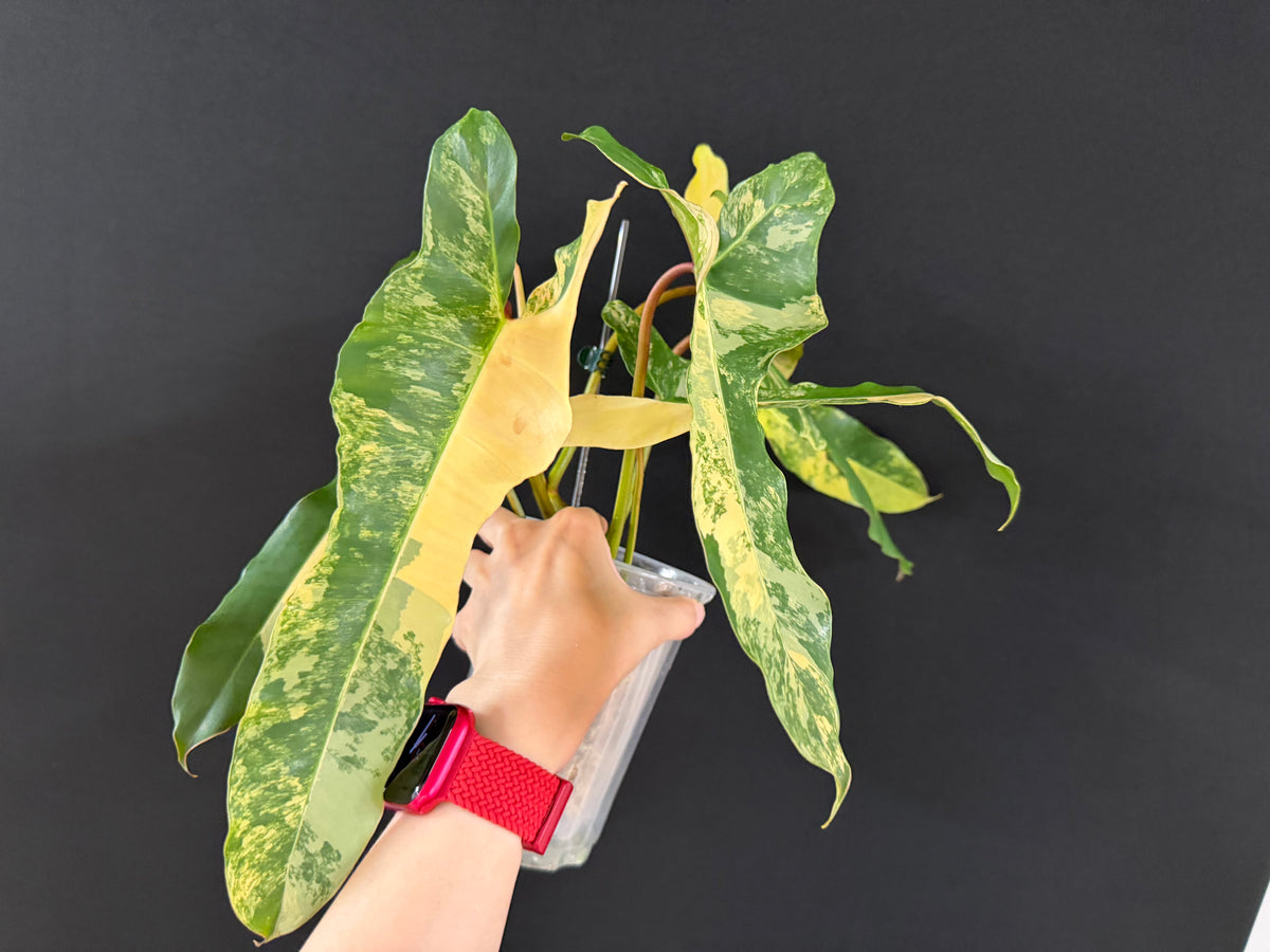 Philodendron Brown Beauty