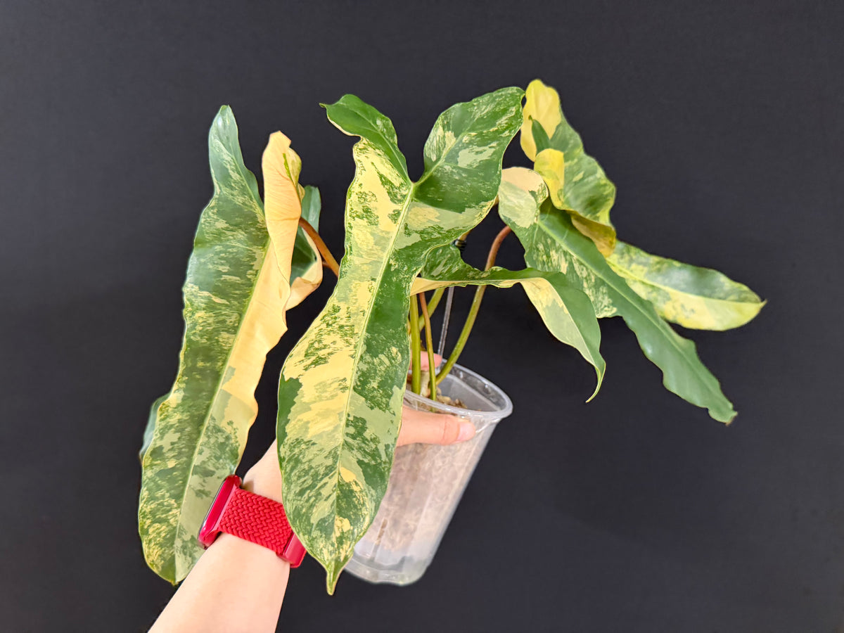 Philodendron Brown Beauty