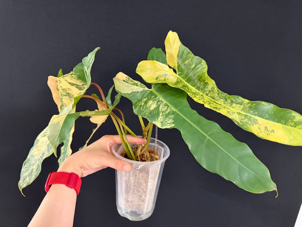 Philodendron Brown Beauty