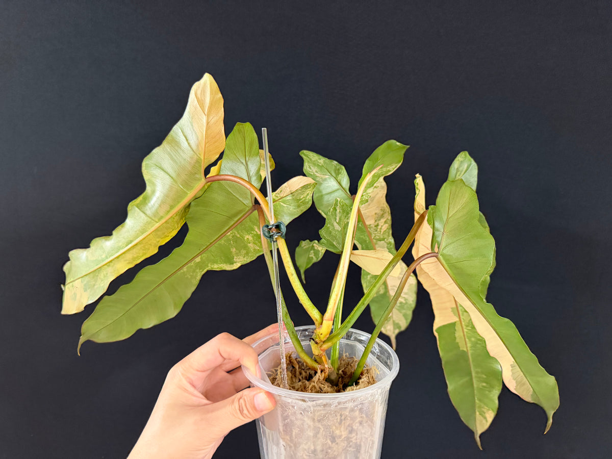 Philodendron Brown Beauty